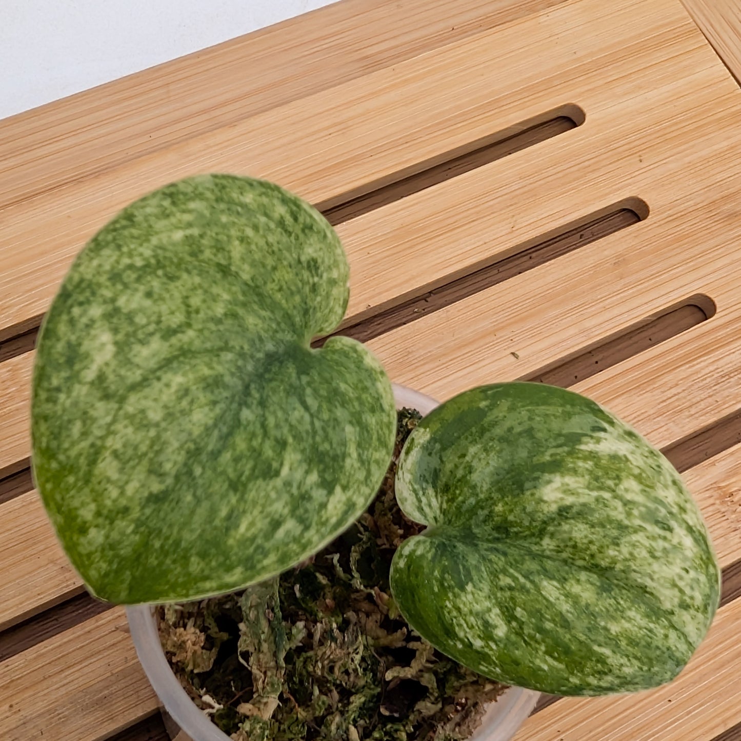 Scindapsus Halimoon