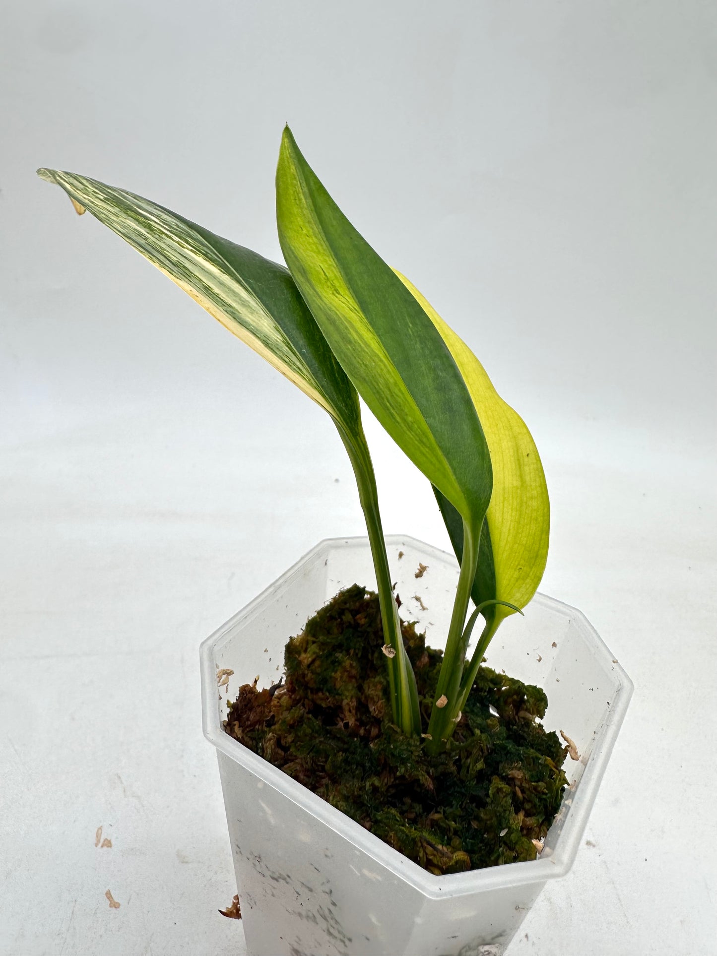 Epipremnum Amplissimum Aurea Variegated