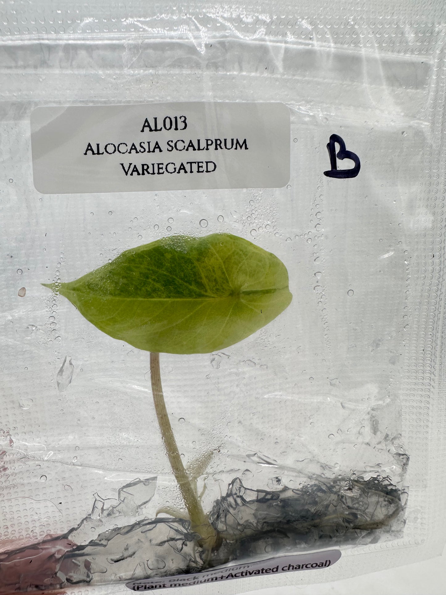 Tissue Culture - Alocasia Scalprum Variegated