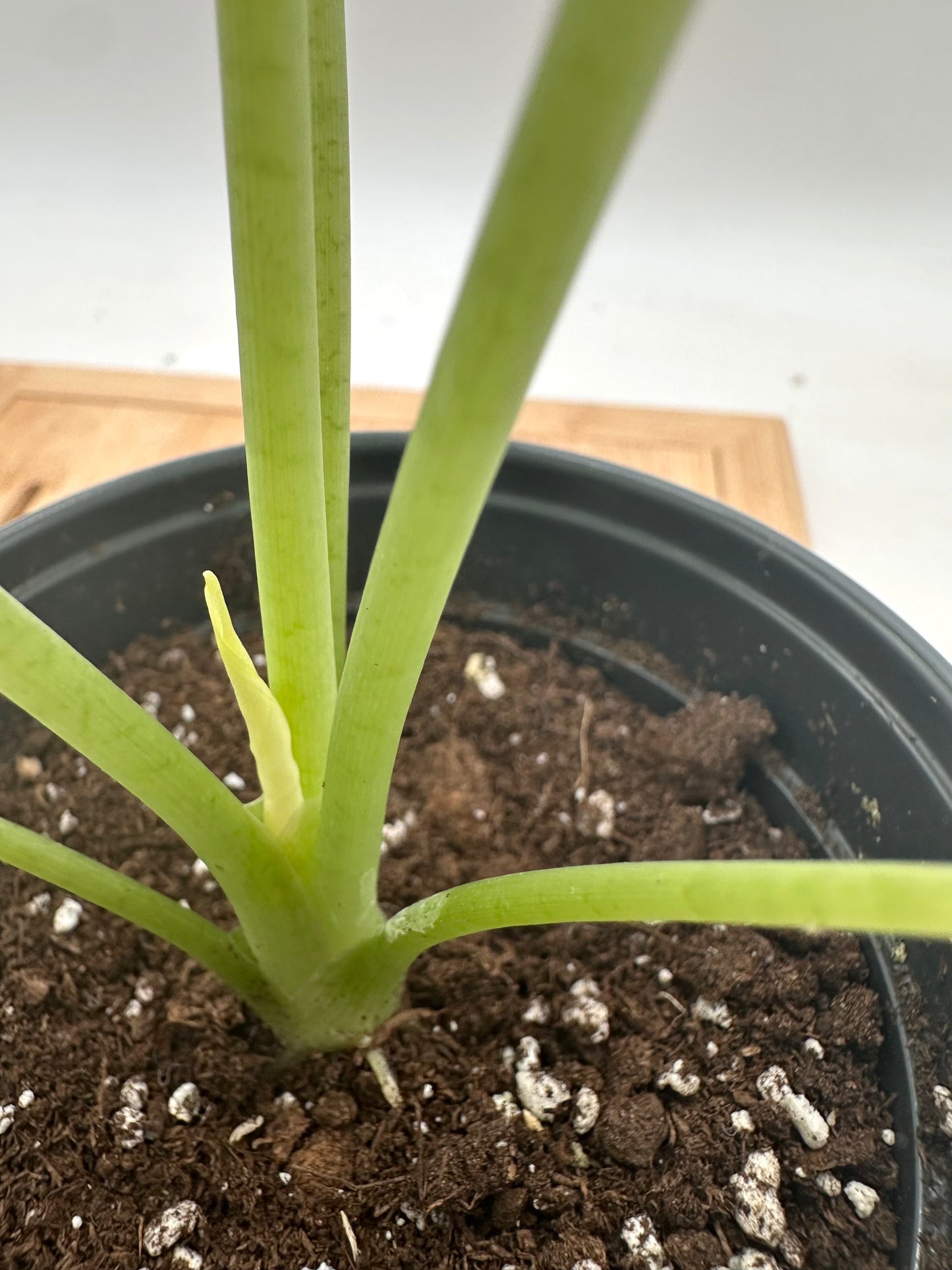 Thanksgiving Sales - Variegated Alocasia Dragon Scale Mint