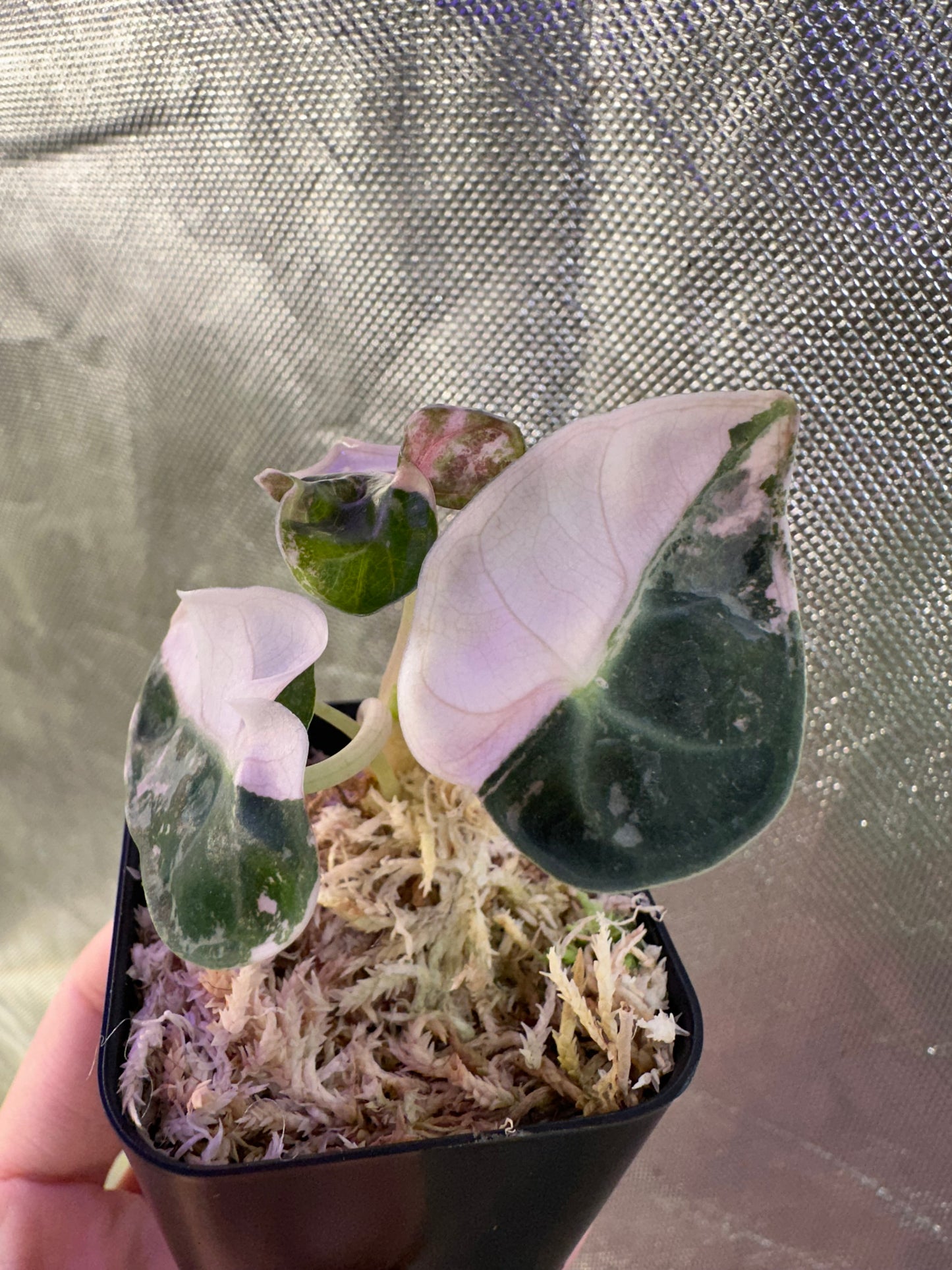 Alocasia Heart Balloon Pink Variegated
