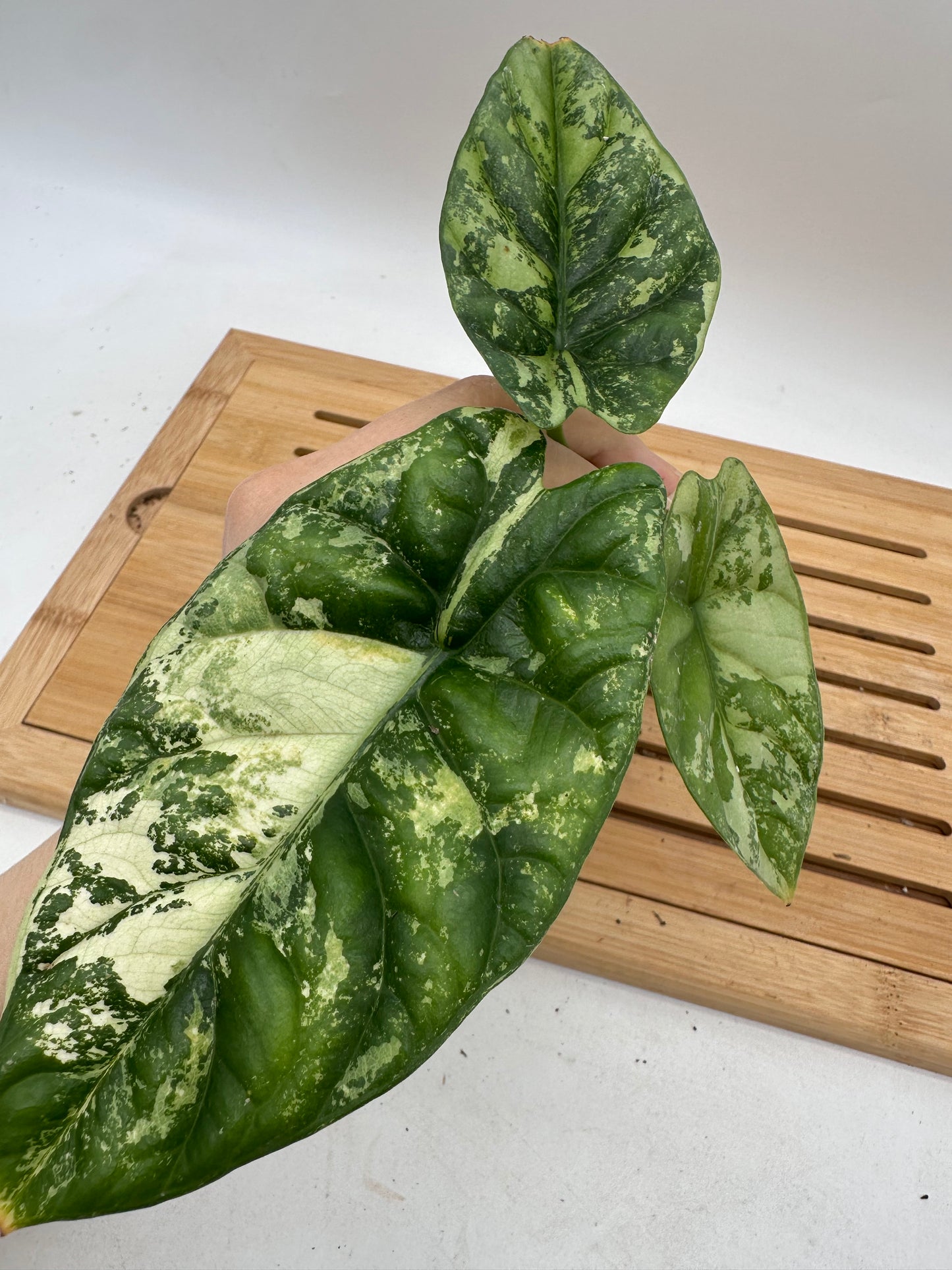 Alocasia Sinuata Albo Variegated CORM