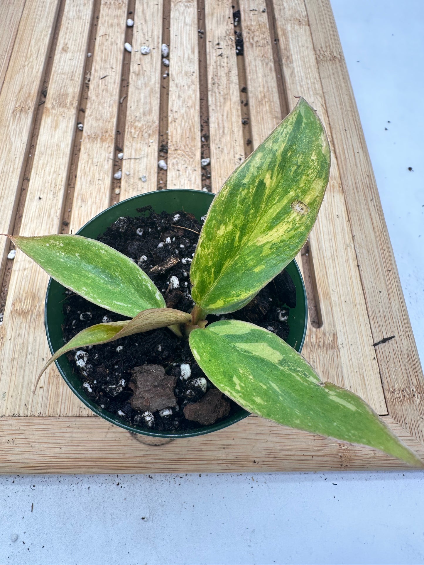 Variegated Philodendron Caramel Marble