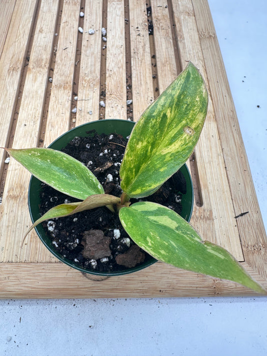 Variegated Philodendron Caramel Marble