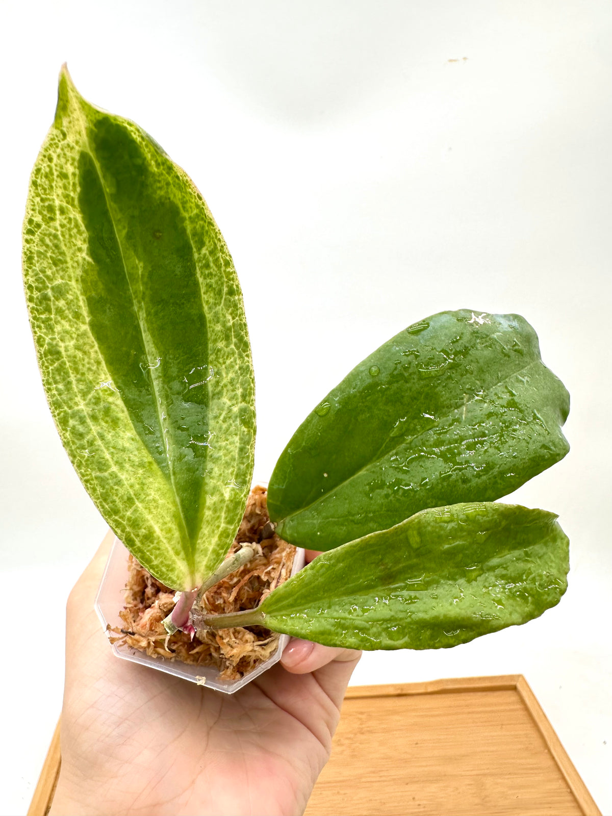 Hoya Crocodile