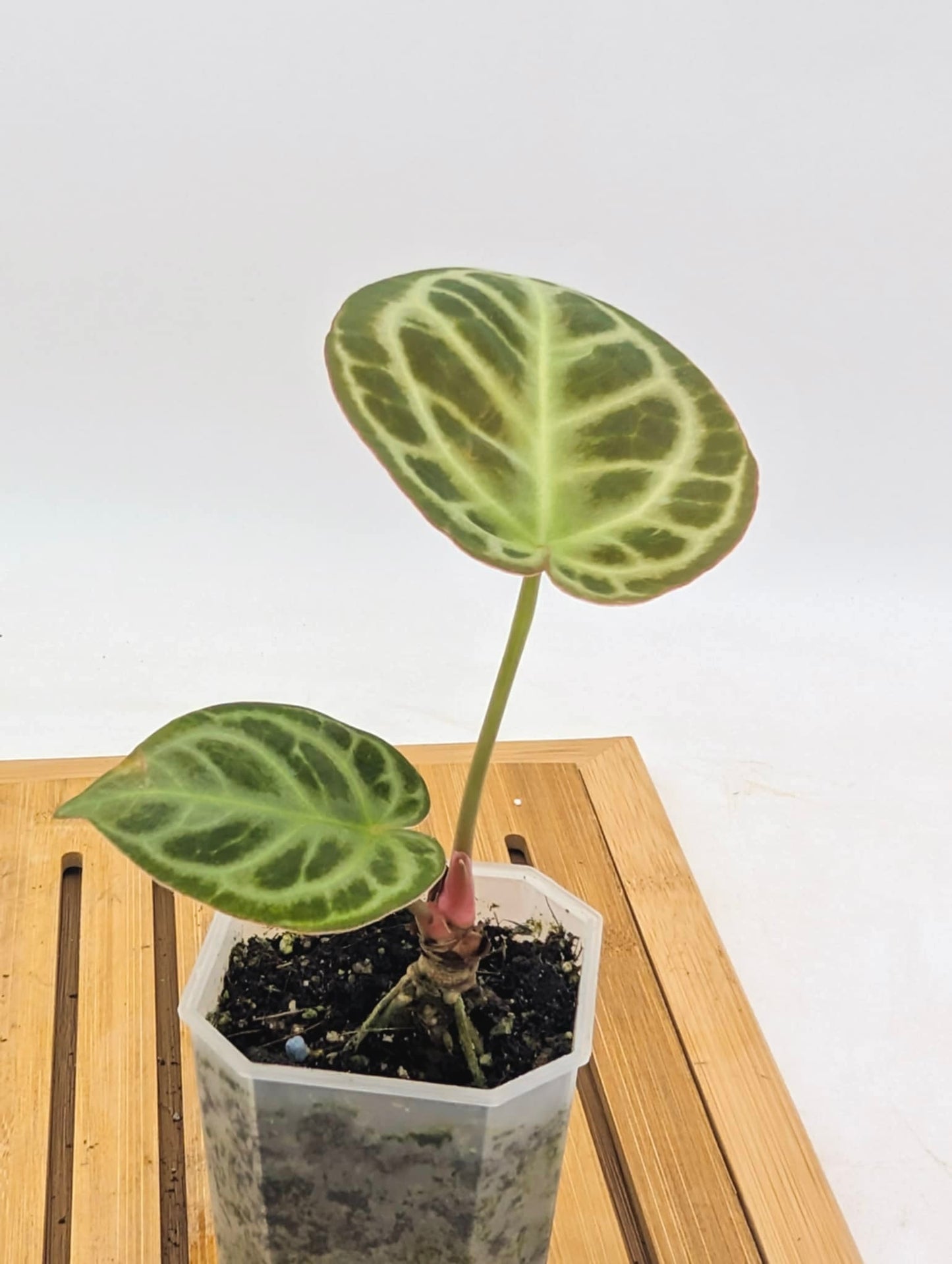Anthurium ‘Red Tiger’