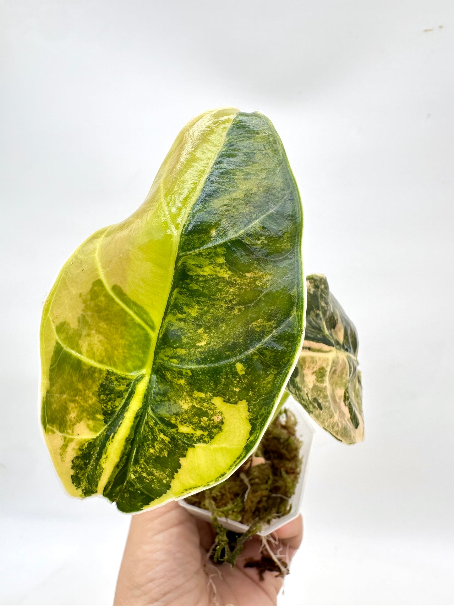 Alocasia Azalanii Variegated