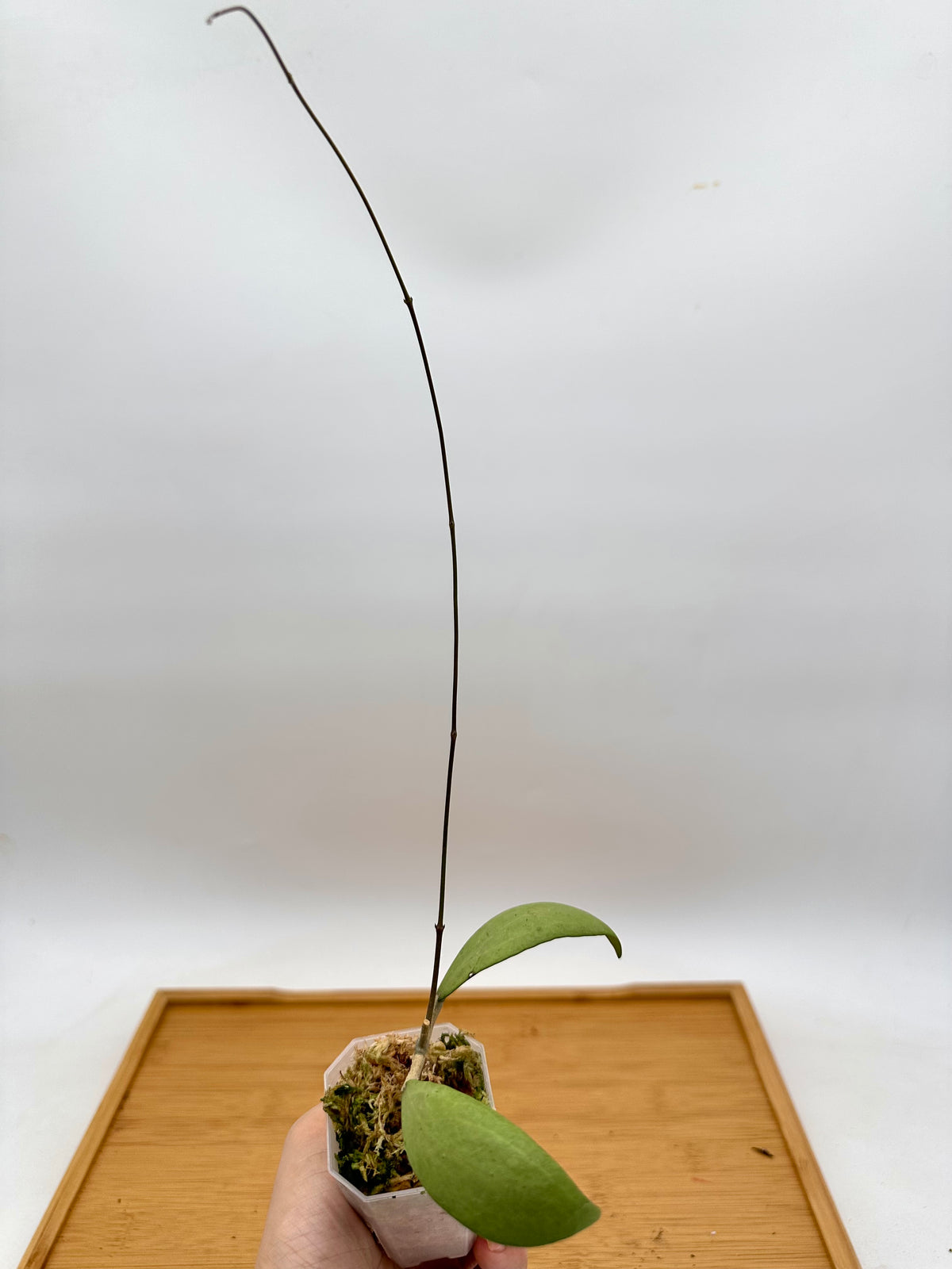 Hoya Eryrhrostemma Silver - Long Vine