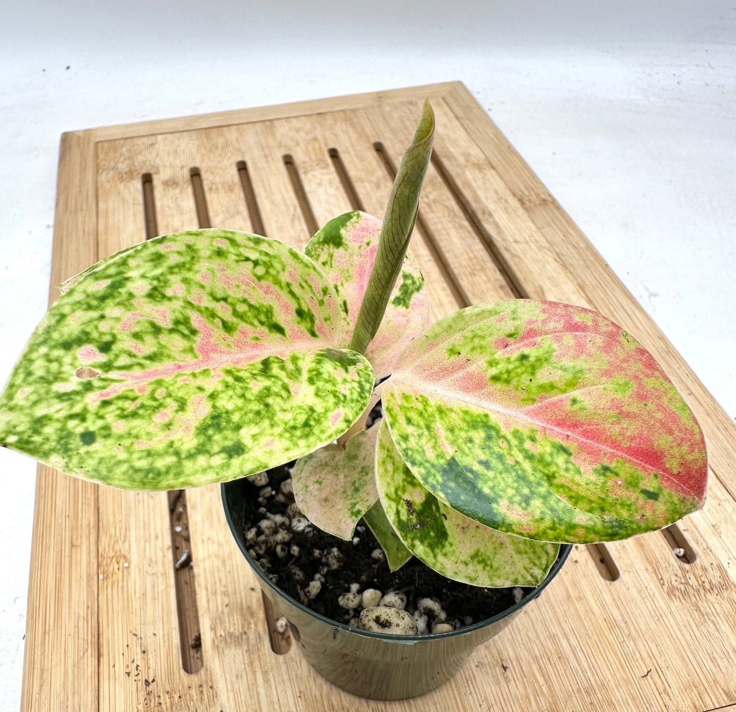 Aglaonema Sp ‘Rapthong’