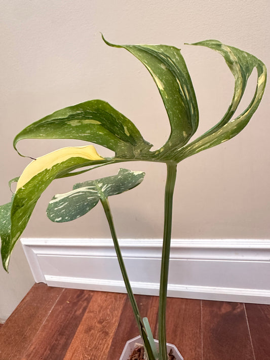 Monstera ‘Medusa’ 🦄
