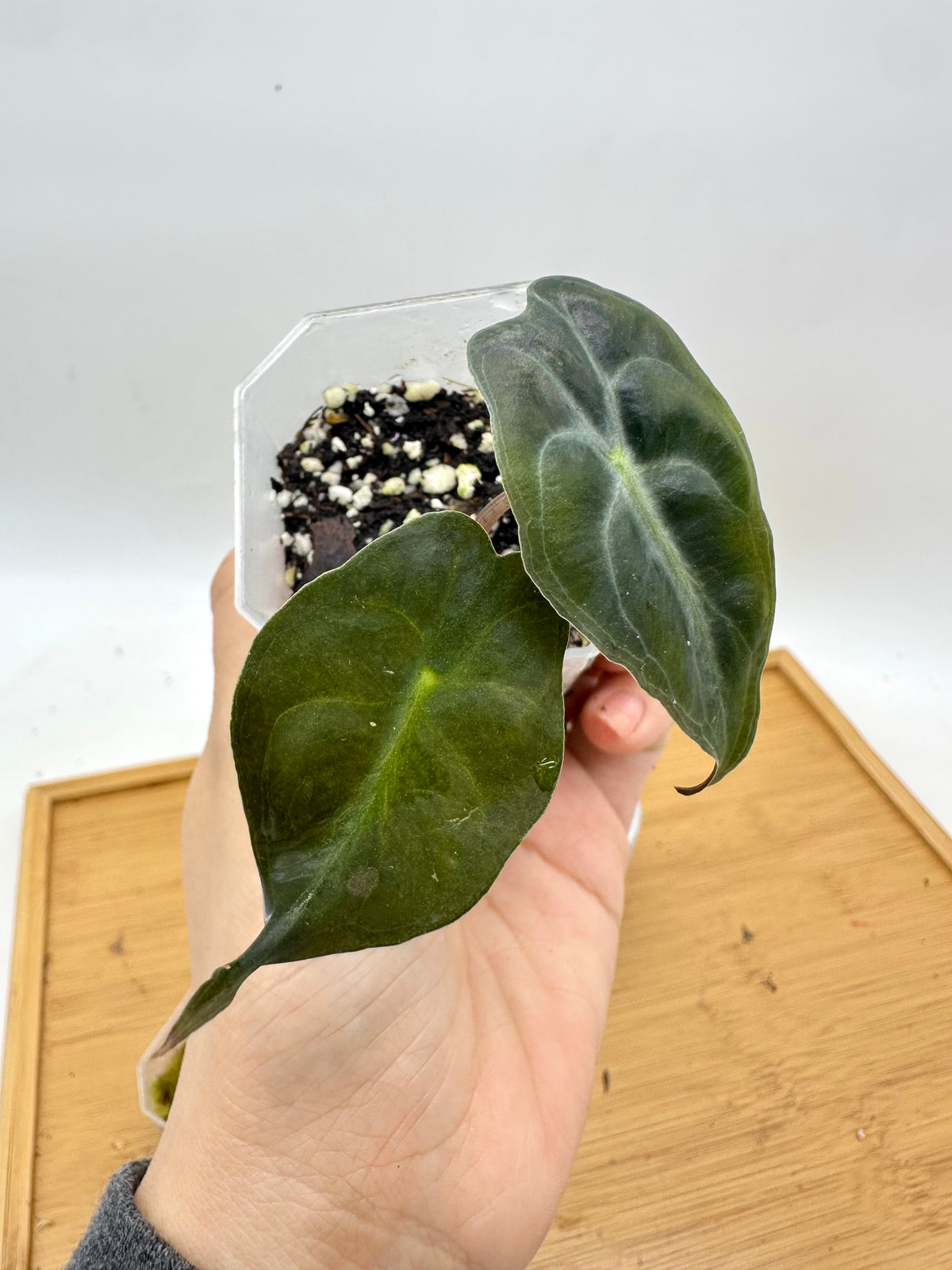 Alocasia Venom