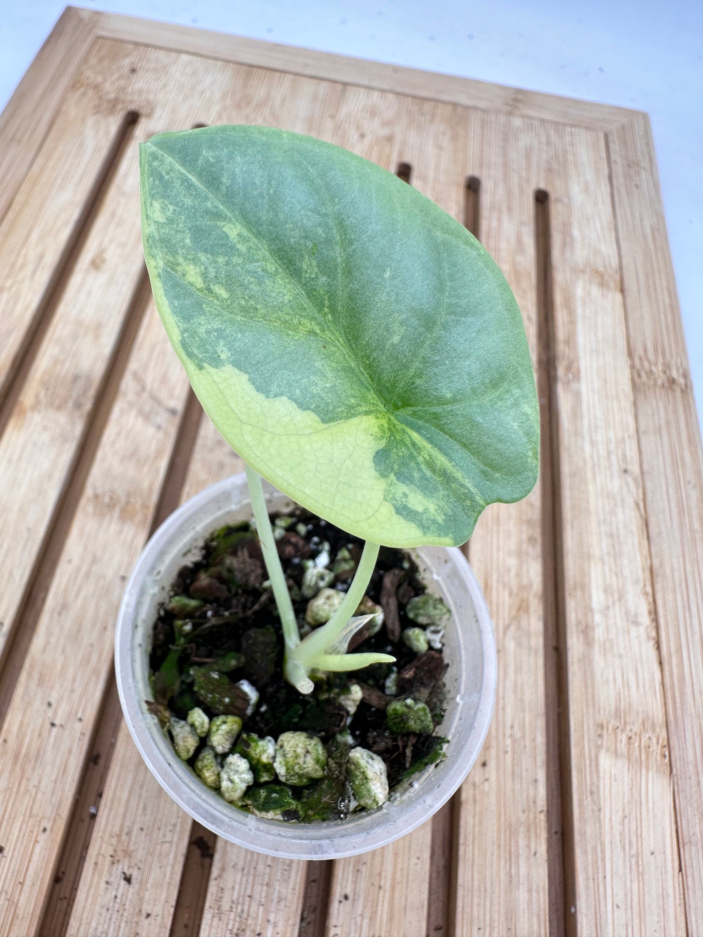 Alocasia Silver Dragon Variegated