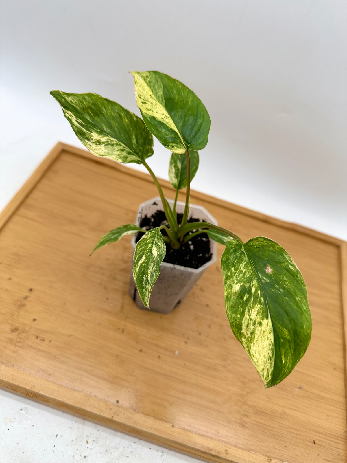 Homalonema Rubencens Variegated
