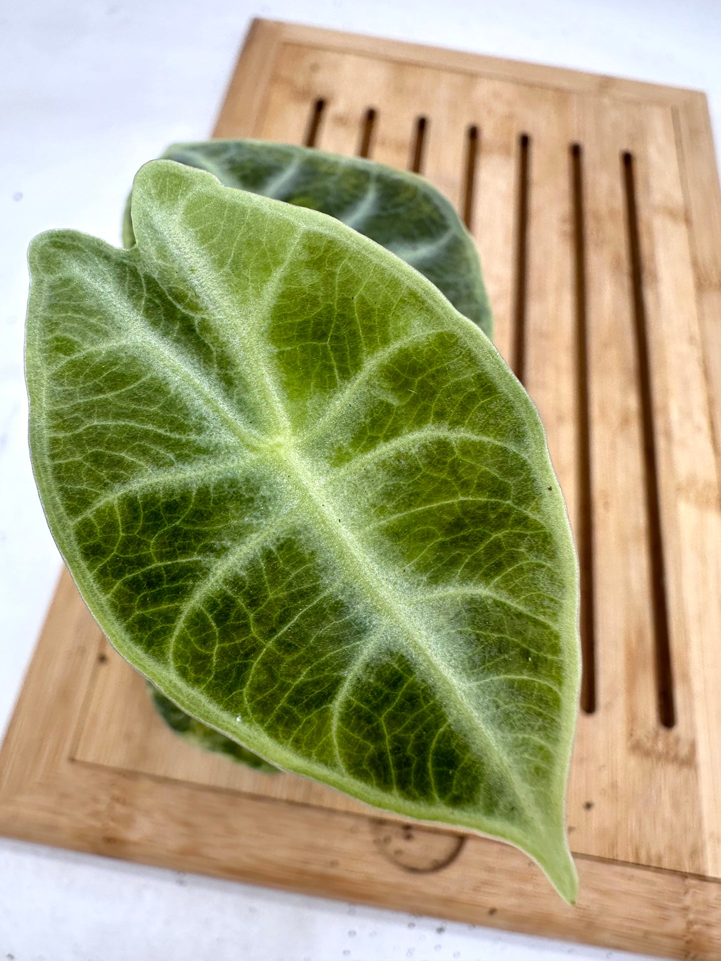 Alocasia Watsoniana Variegated