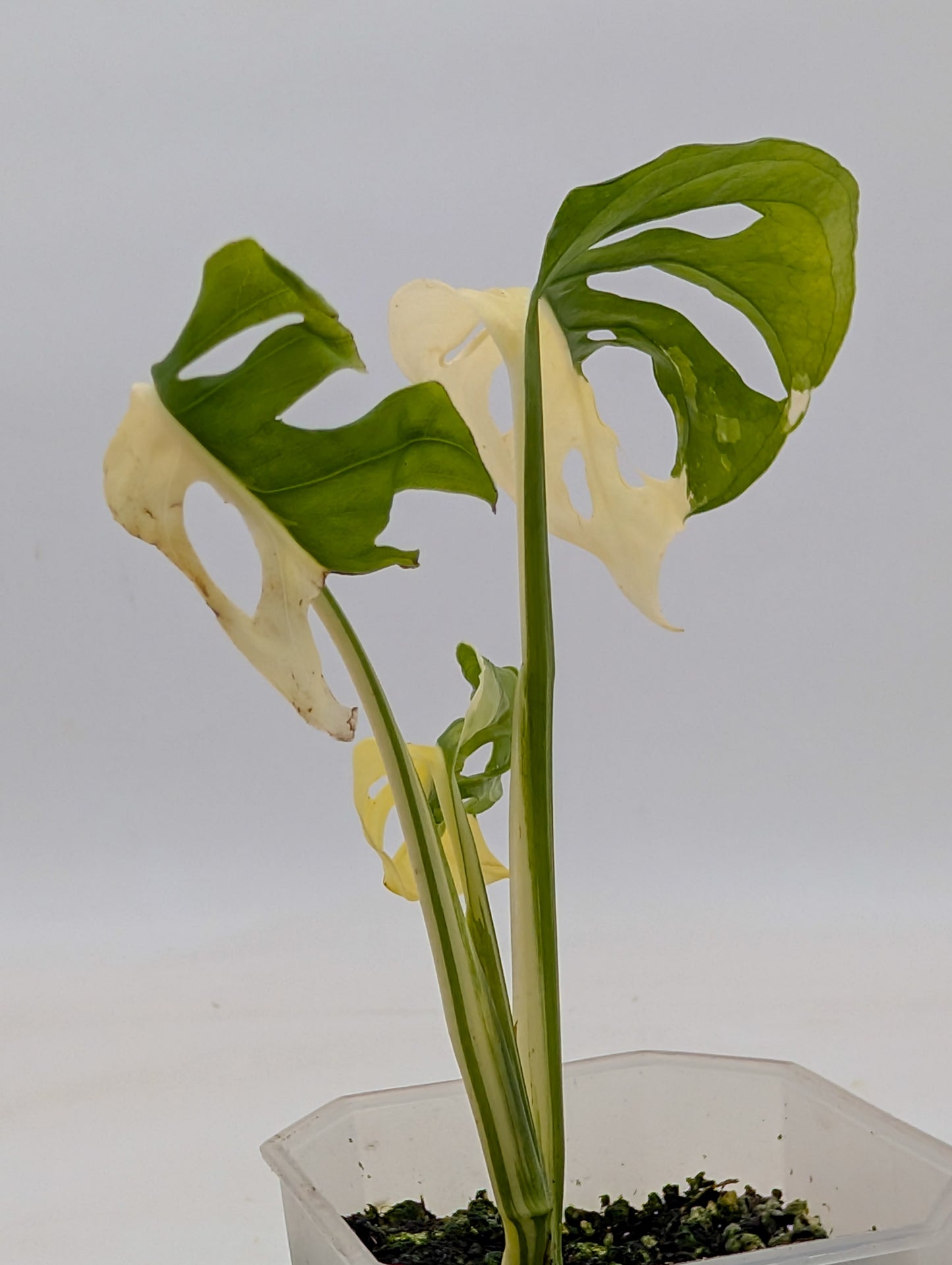 Monstera Adansonii Albo Variegated