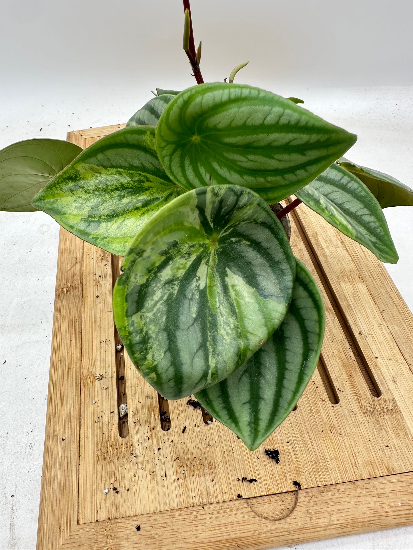 Variegated Peperomia Watermelon