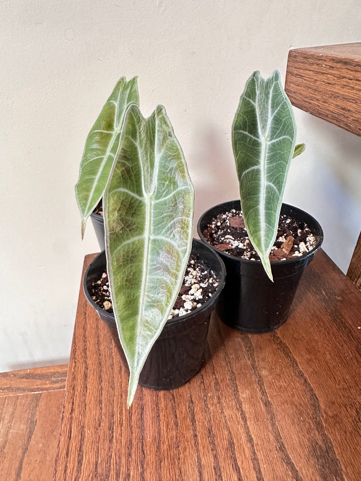 Alocasia Longiloba ‘Purple’