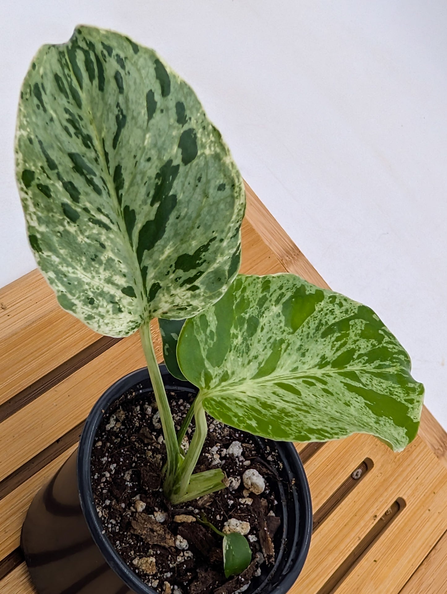 Monstera Bulbasaur