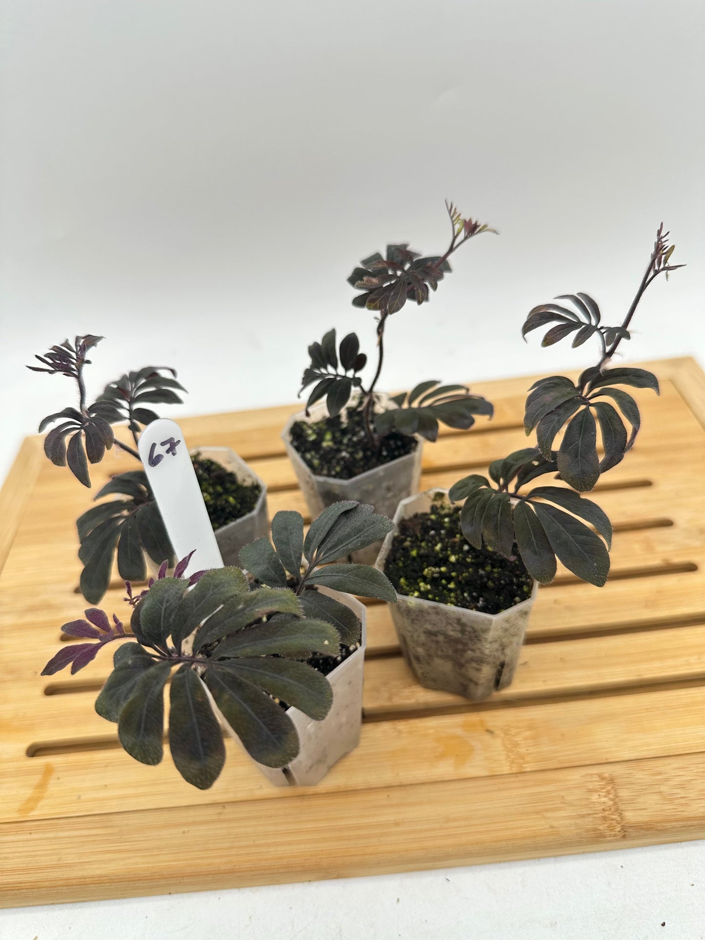 Solanum Uleanum