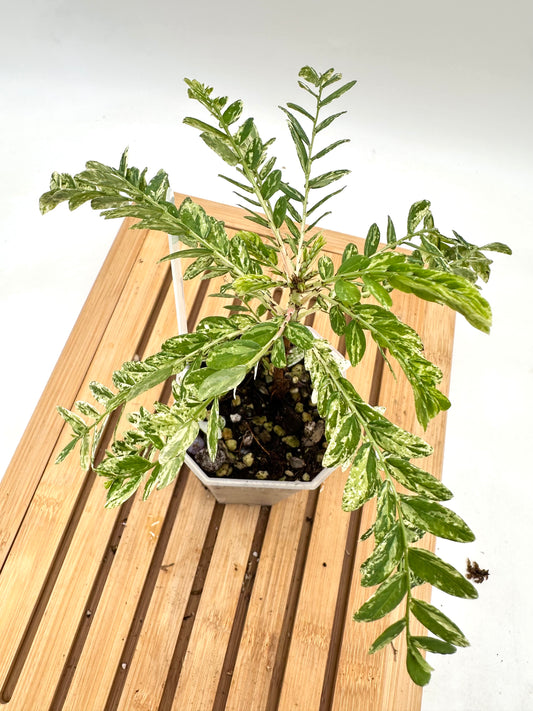 Phyllanthus Pulcher Variegated