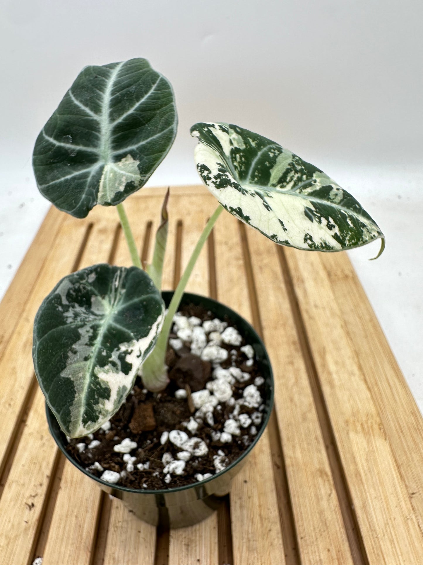 Alocasia Black Velvet Pink Albo Variegated