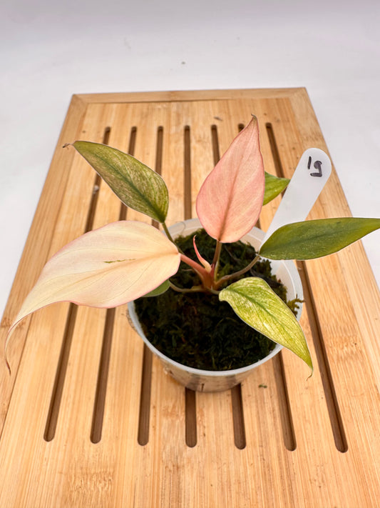 Homalonema Pink Diamond Variegated 019