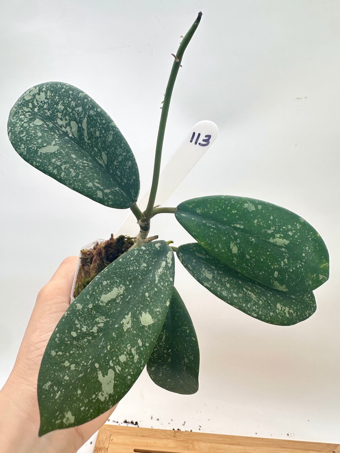 Hoya Diversifolia Splash