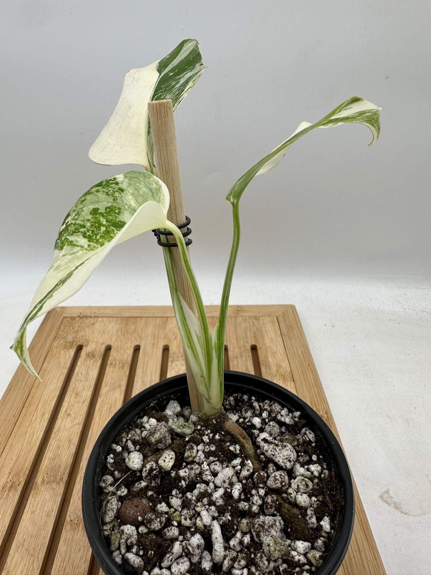 Monstera Albo