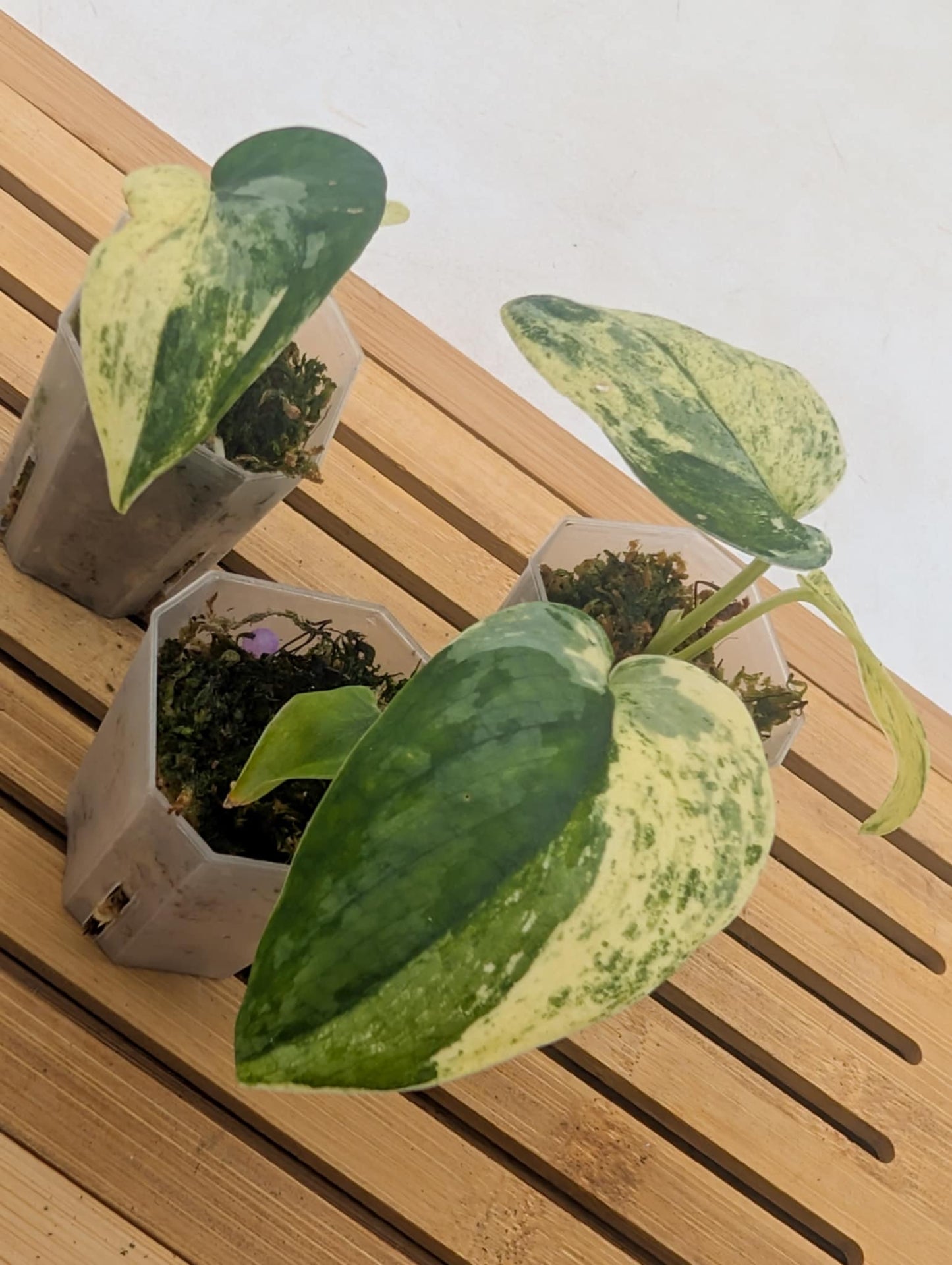Scindapsus Blue Splash Variegated