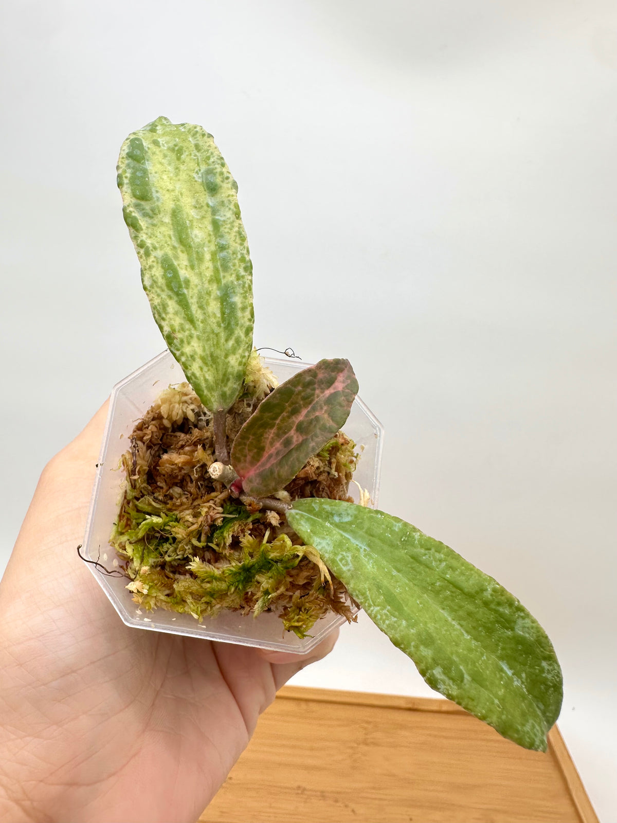 Hoya Crocodile