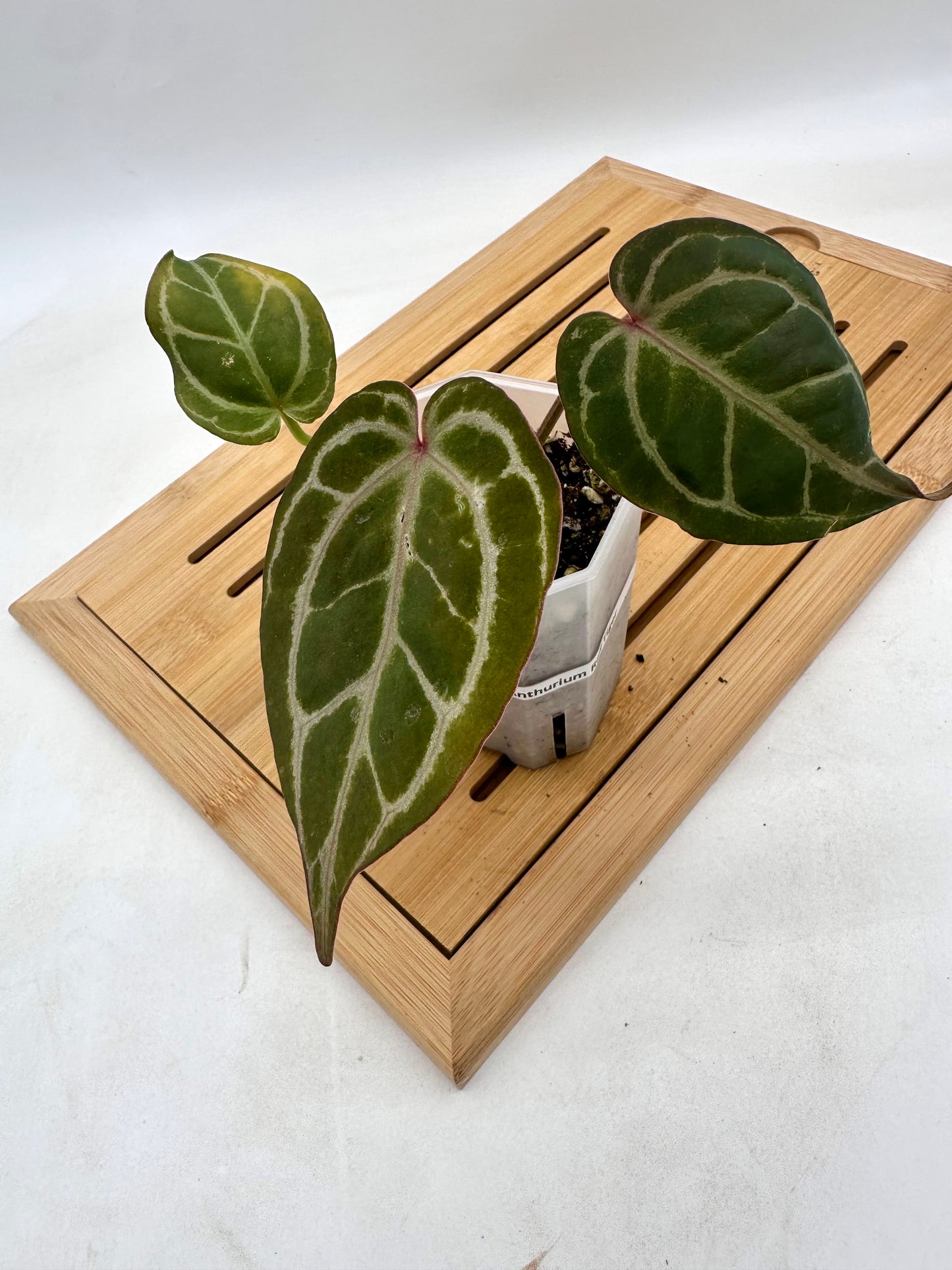 Anthurium Red Tiger 🐯🐅