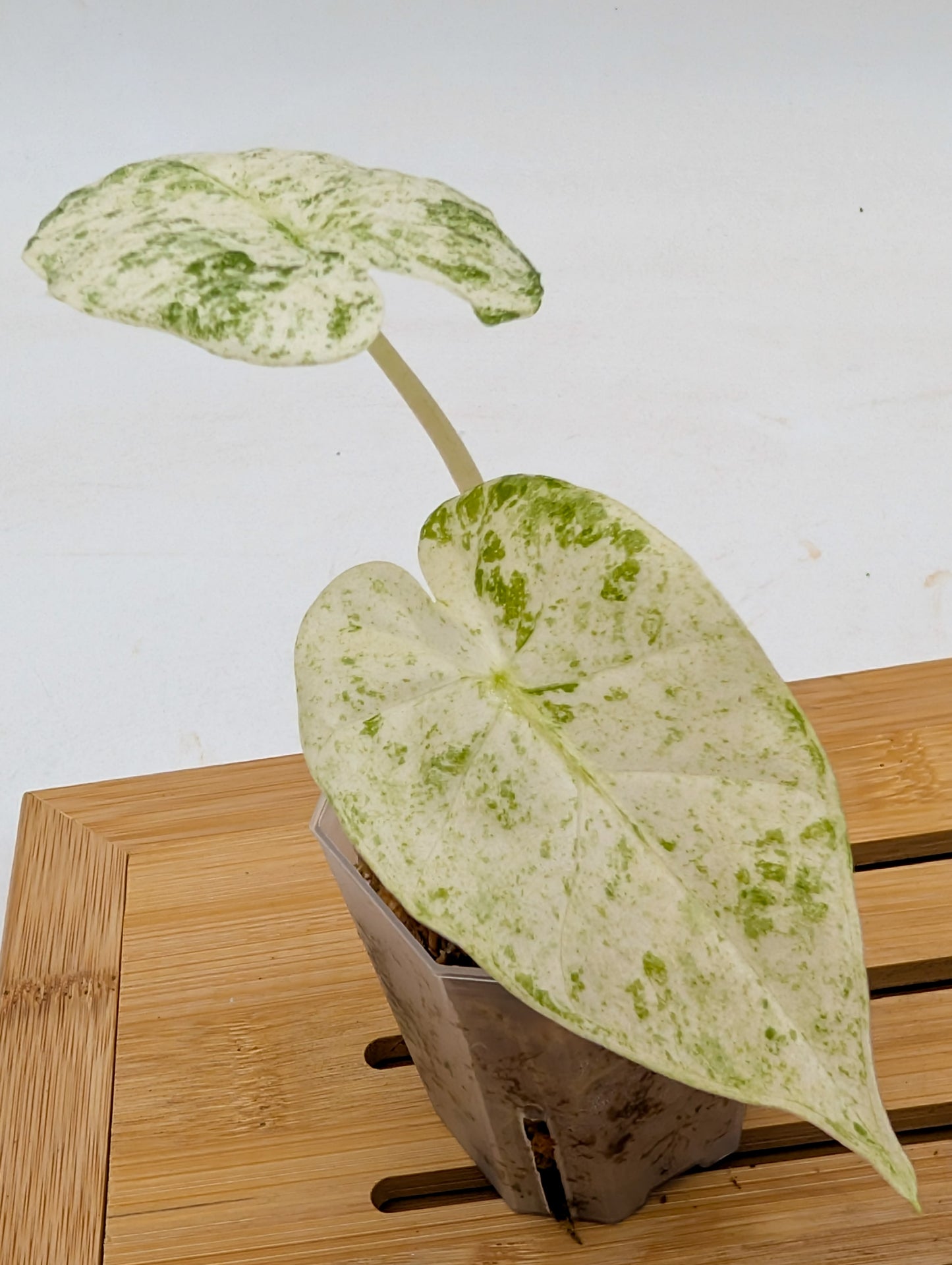 Alocasia Odora Batik