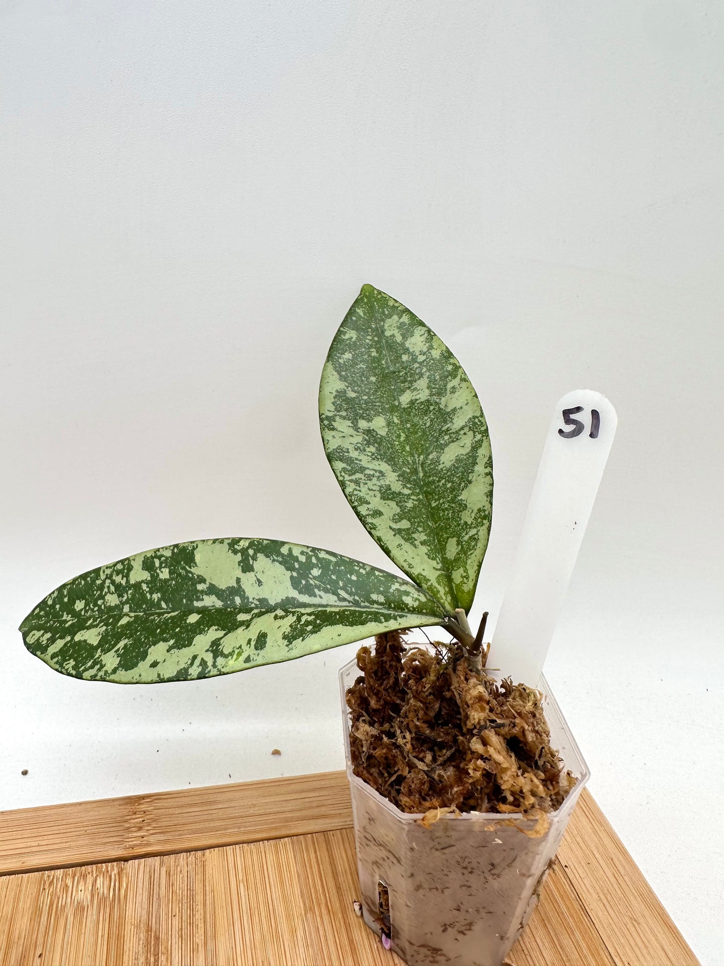 Hoya Crassipetiolata X Michelle Splash
