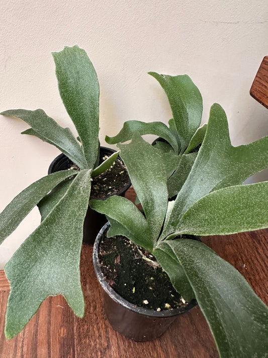 Staghorn Fern - Thanksgiving Sale