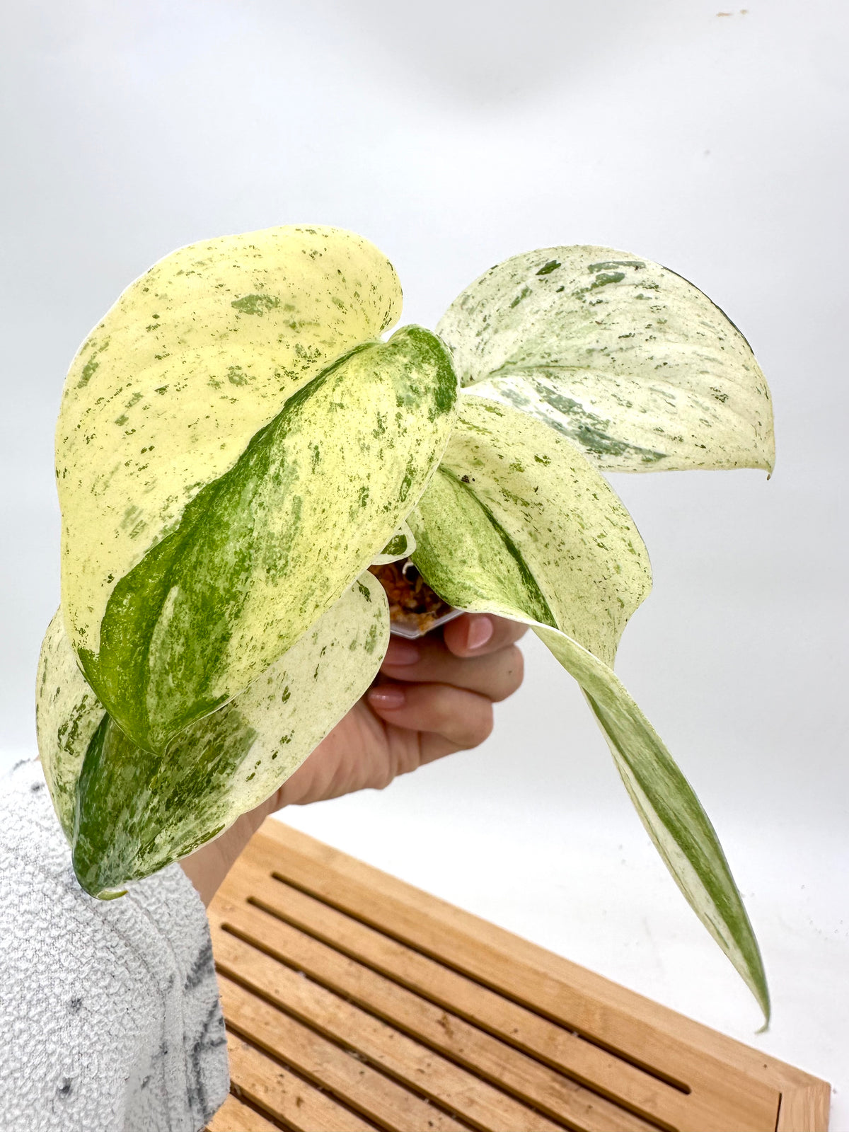 Scindapsus Peasun Variegated