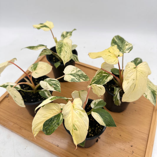 *October Sale - Homalonema Rubescens Variegated