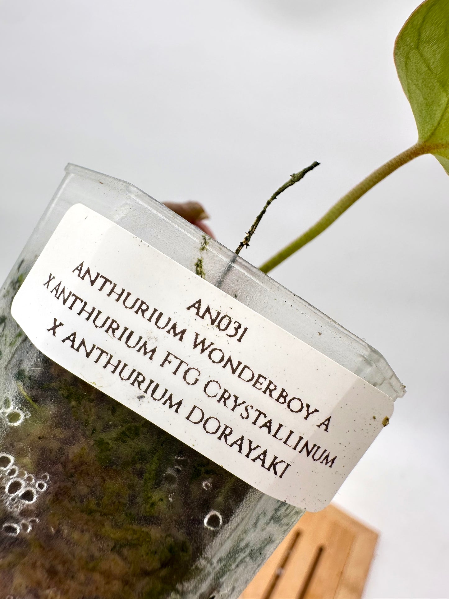 Anthurium wonderboy A x FTG Crystallinum x Dorayaki