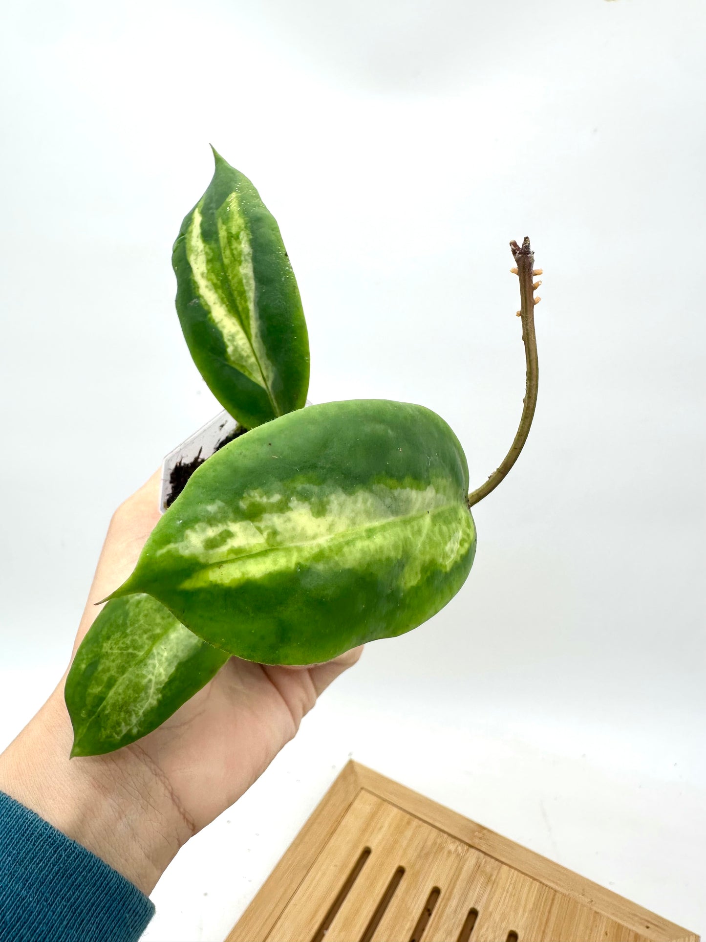 Hoya Moon Shadow