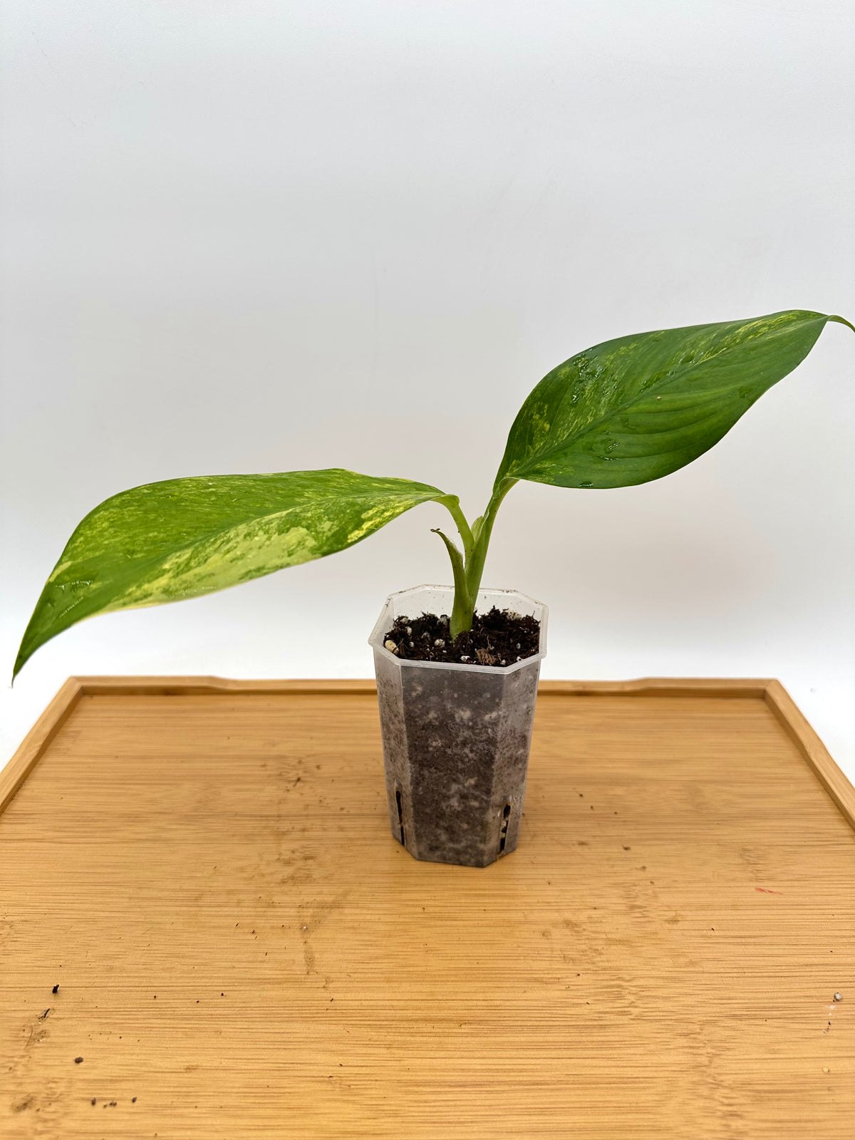 Dieffenbachia ‘Big Ben’ Variegated