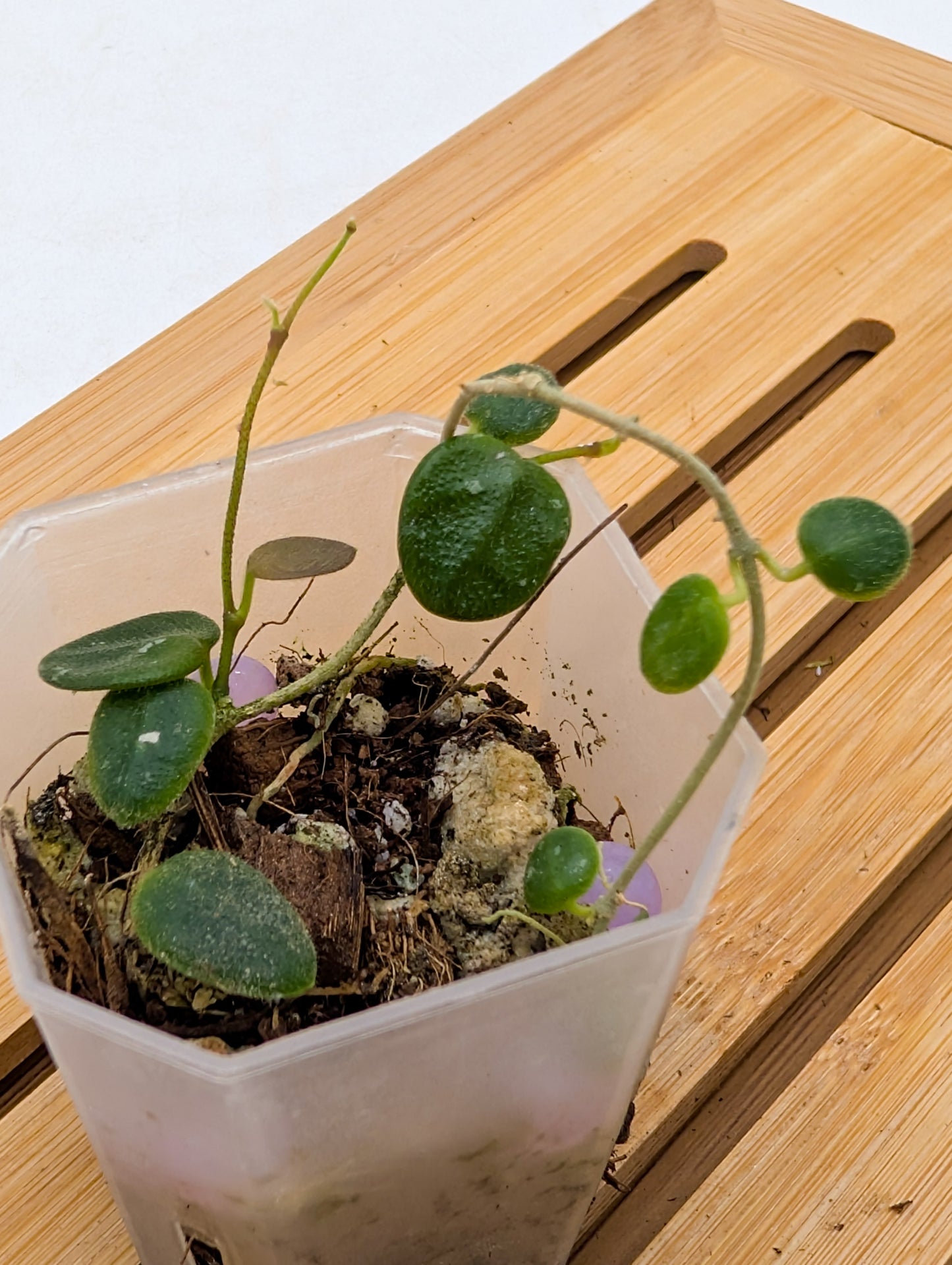 Hoya Serpen