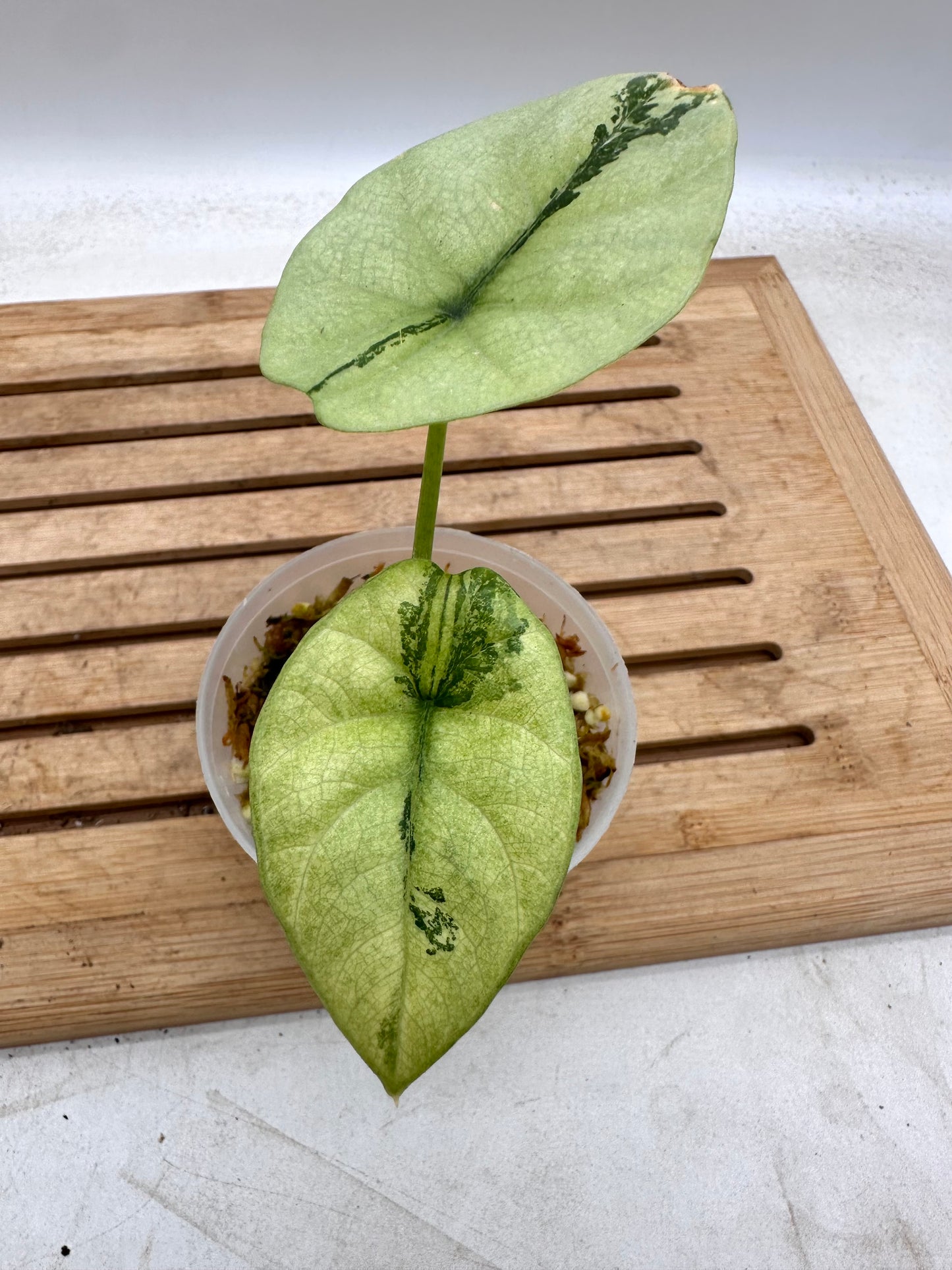 Alocasia Sinuata Mint/Albo Variegated