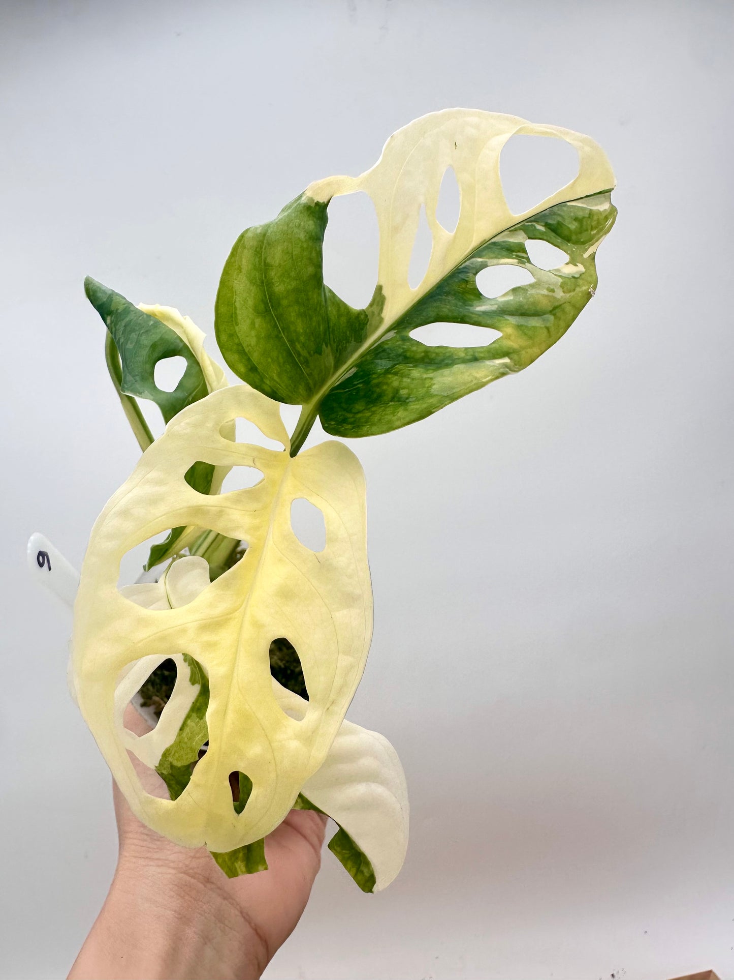 Monstera Adansonii Albo Variegated