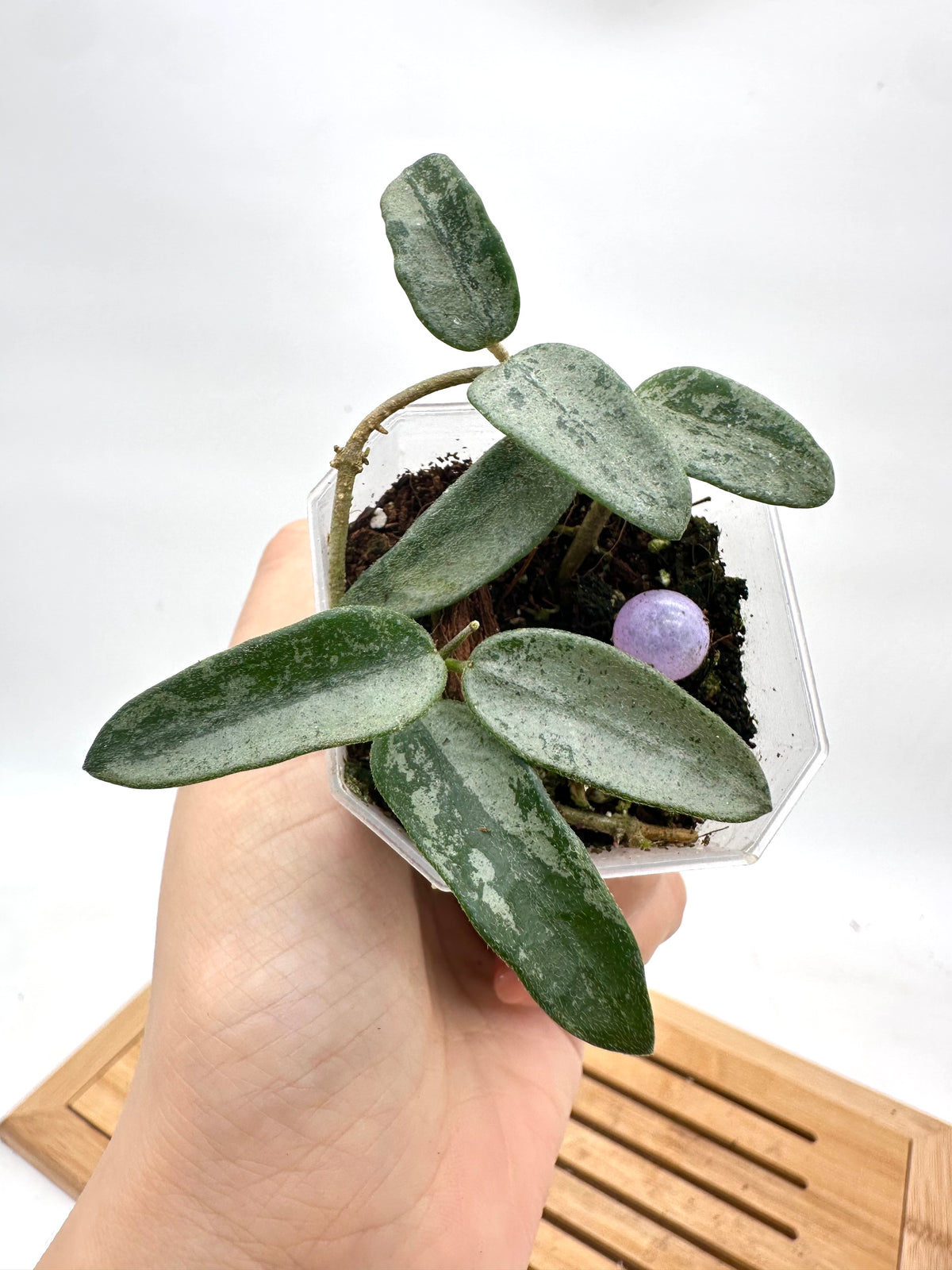 Hoya Lima Silver