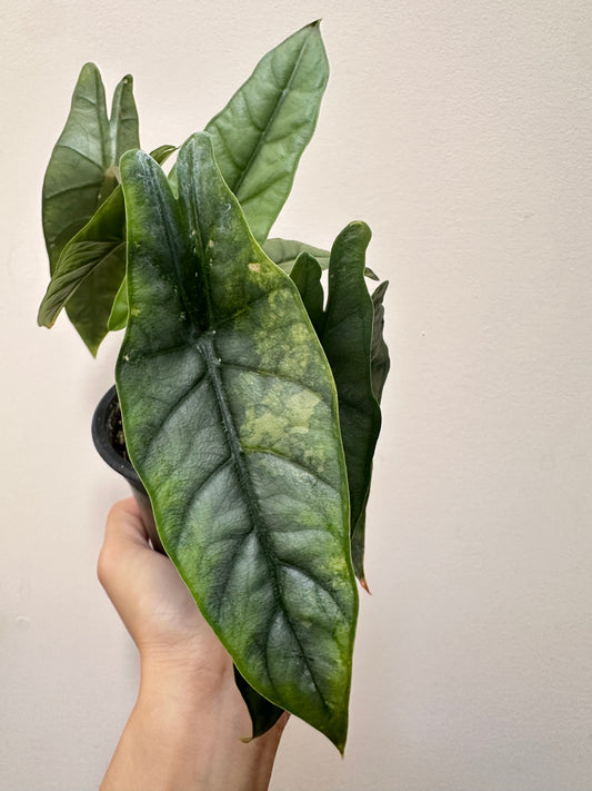 Alocasia Metalic Blue Sport Variegated CORM