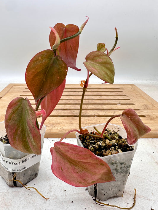 Philodendron Micans Mint Variegated