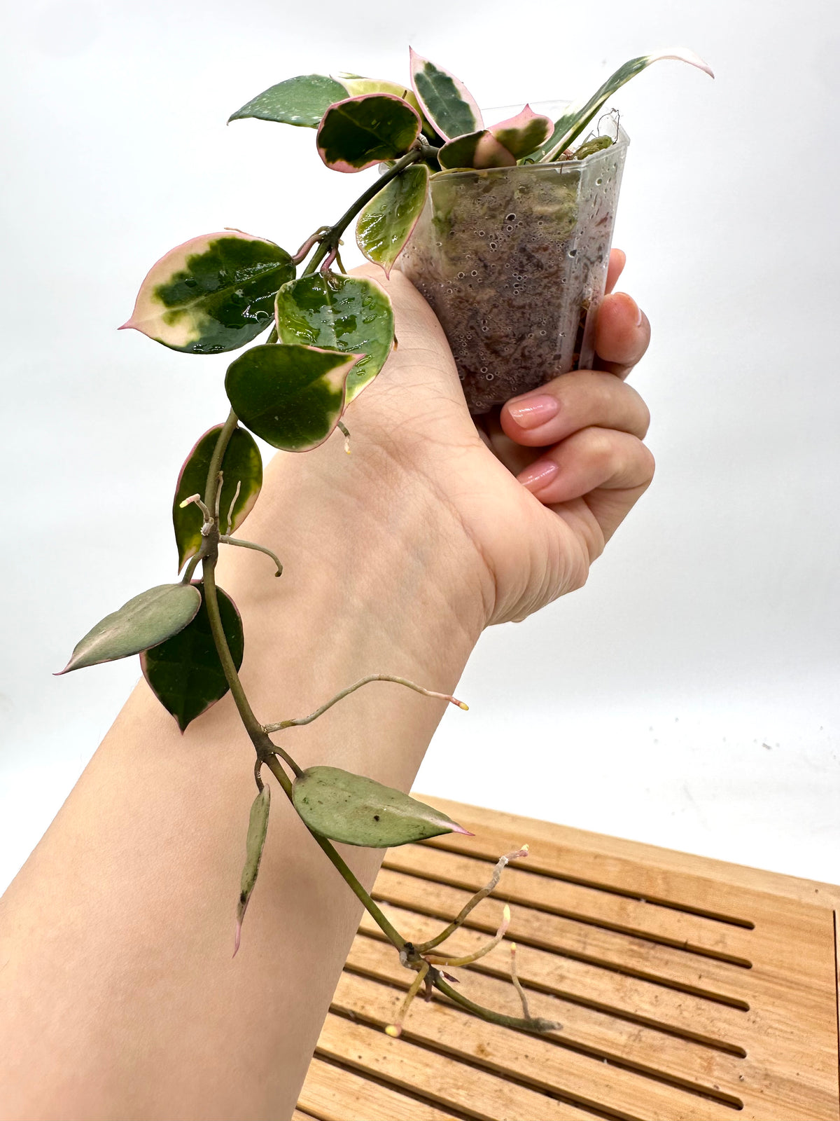 Hoya Lacunosa ‘Asami’ Variegated