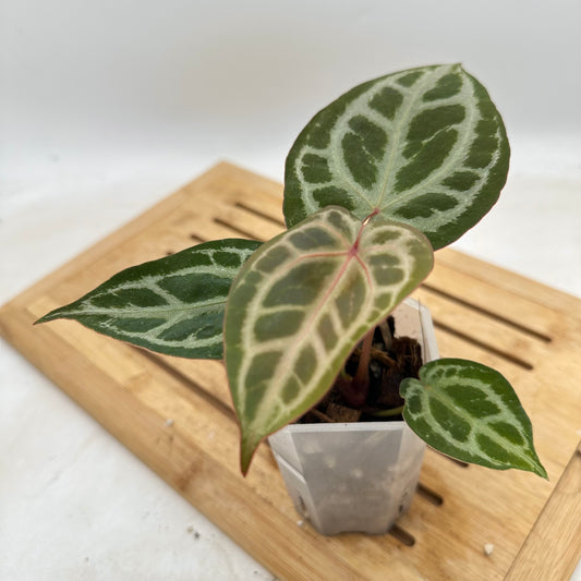 Anthurium Silver Blush x Red Crystallinum NSE (Rare)