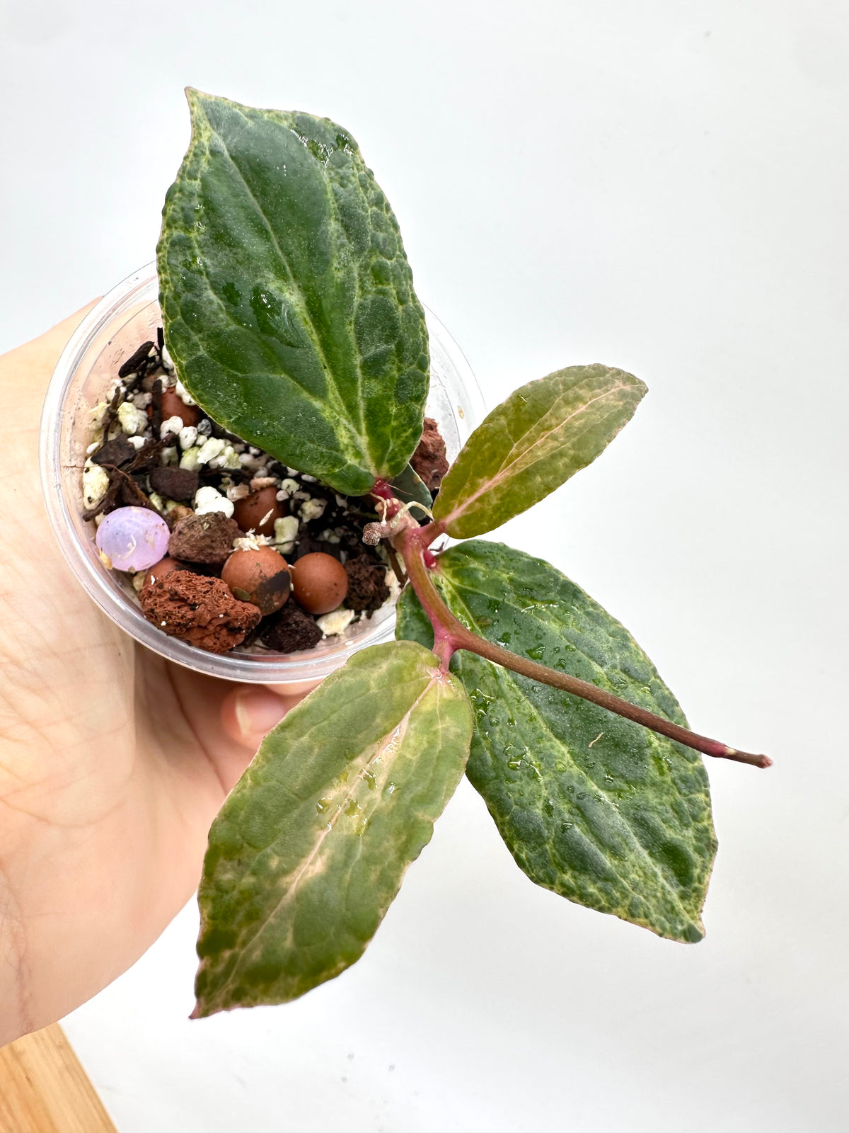 Hoya Crocodile - 3 Growths