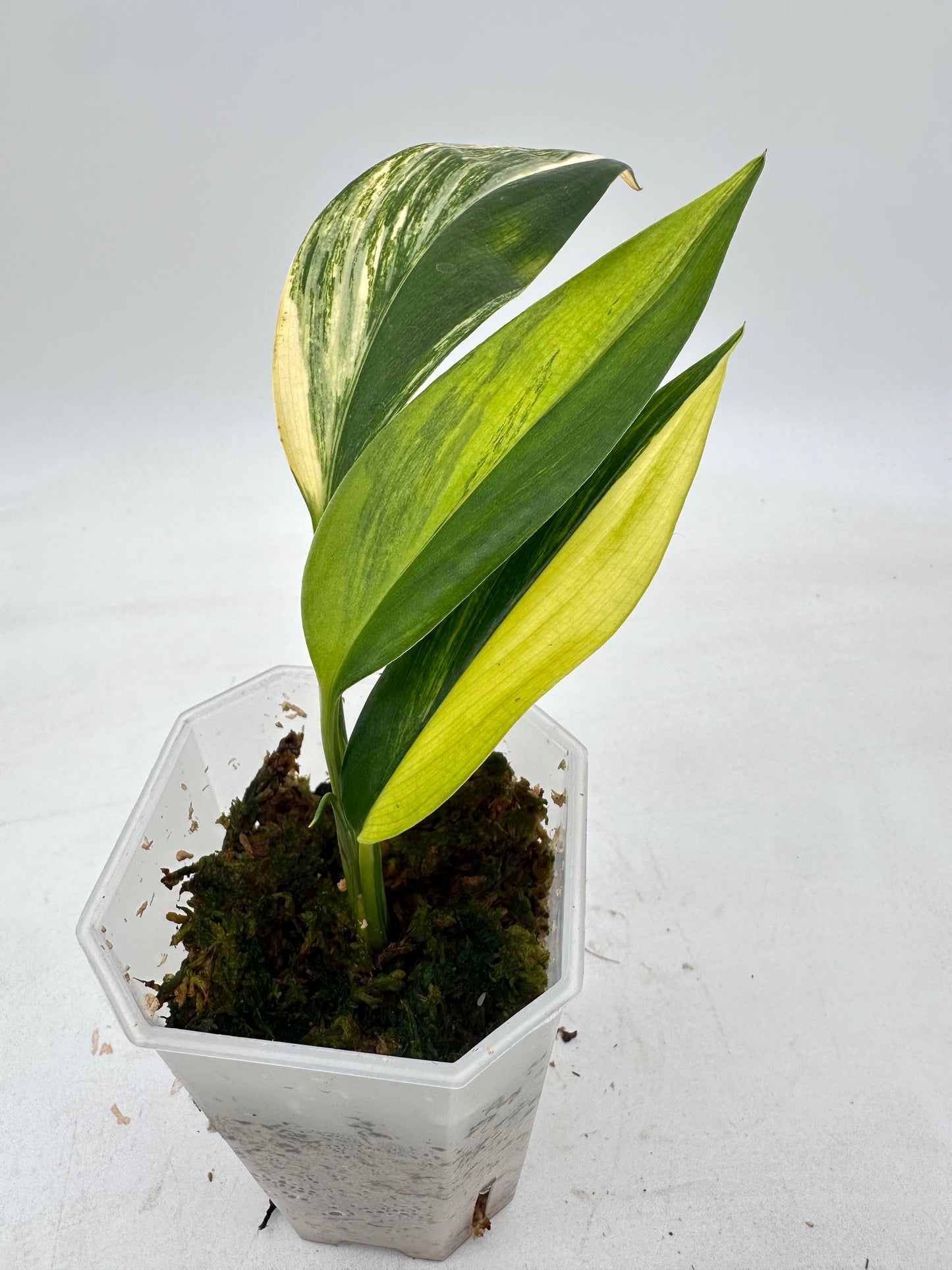 Epipremnum Amplissimum Aurea Variegated