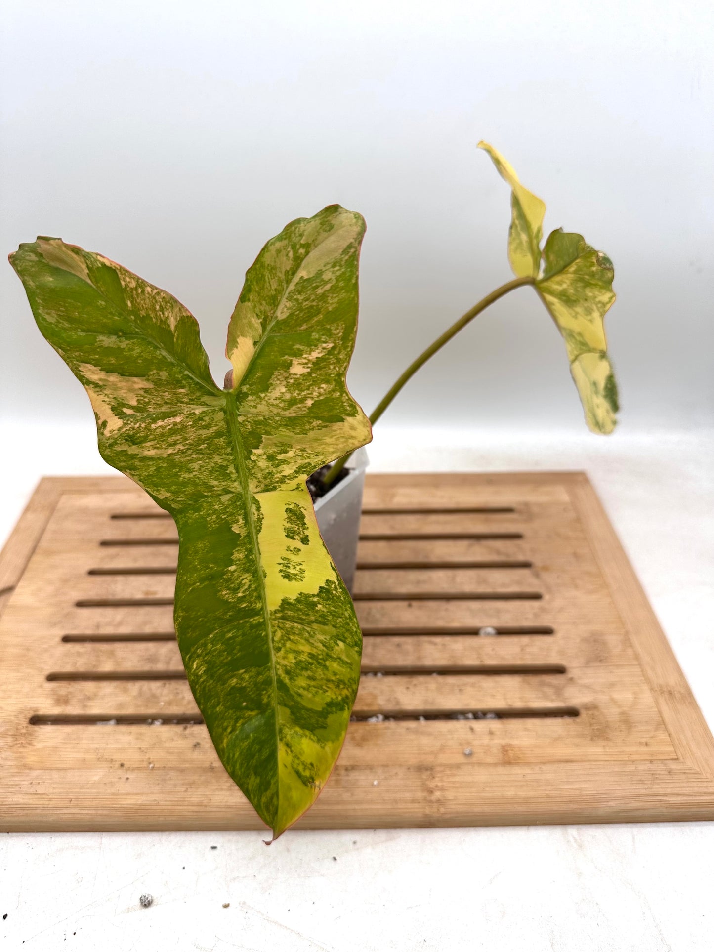Philodendron Billietiae x FB Variegated - Labour Day Sale ❤️‍🔥